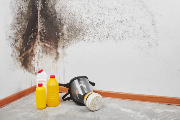 Best Health and Safety Mold Remediation in Hinton, OK