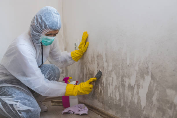 Best Localized Mold Remediation (e.g., coastal areas, humid climates) in Hinton, OK