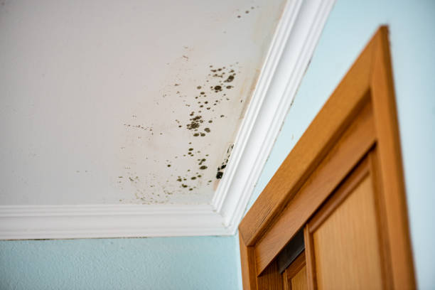 Trusted Hinton, OK Mold Remediation Experts