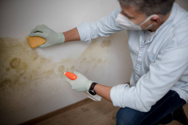 Best Basement Mold Remediation in Hinton, OK