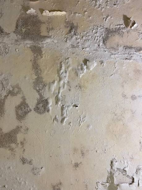 Best Post-Flood Mold Remediation in Hinton, OK