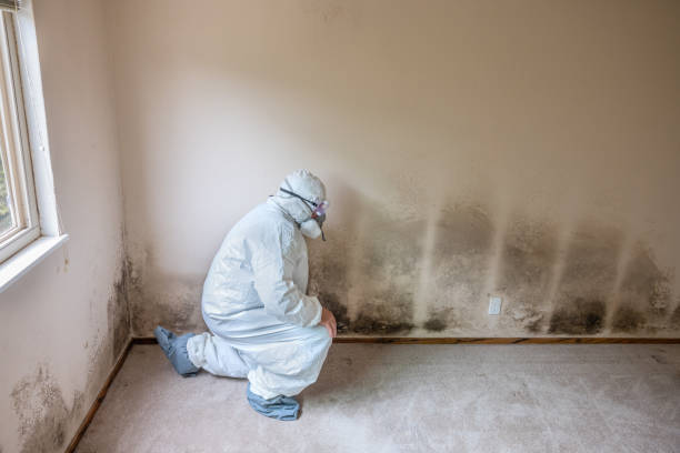 Best Mold Remediation for Specific Building Types in Hinton, OK