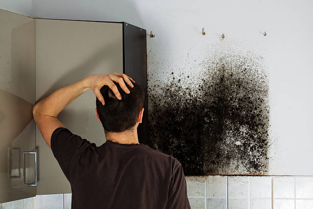 Best Emergency Mold Remediation in Hinton, OK